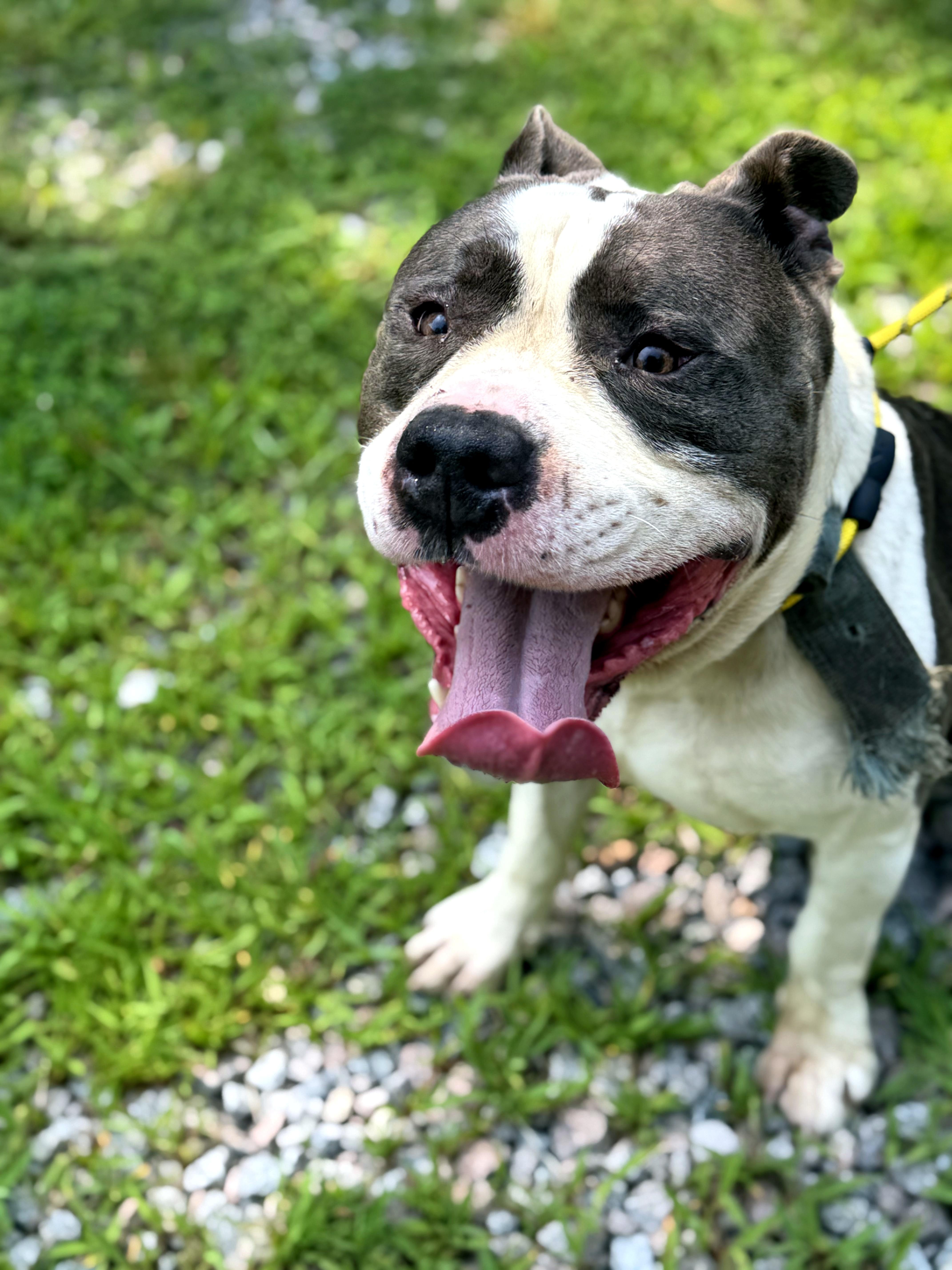 Prince, a ADOPTABLE mixed breed in Petersburg, VA image 3/6