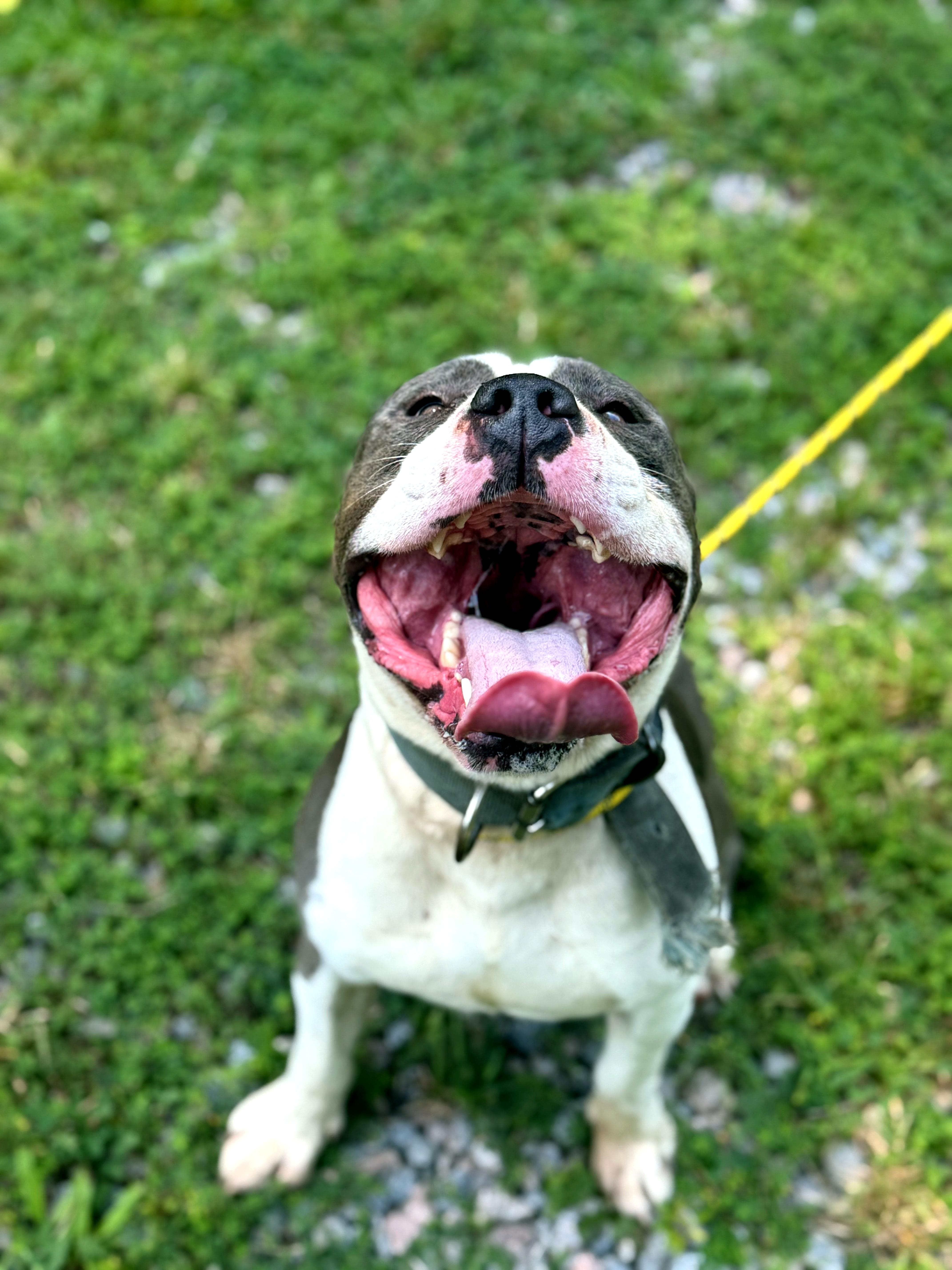 Prince, a ADOPTABLE mixed breed in Petersburg, VA image 6/6