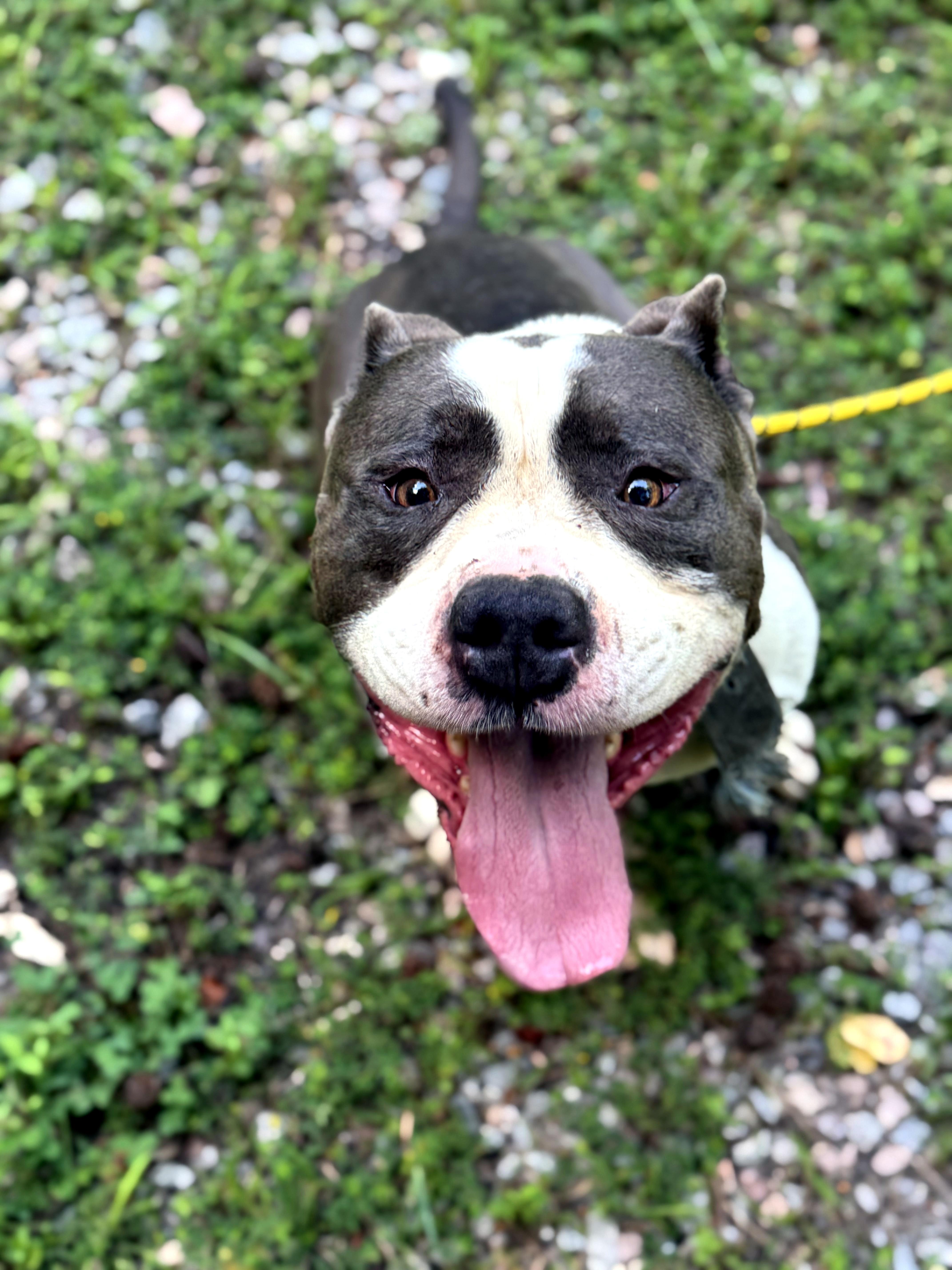 Prince, a ADOPTABLE mixed breed in Petersburg, VA image 2/6
