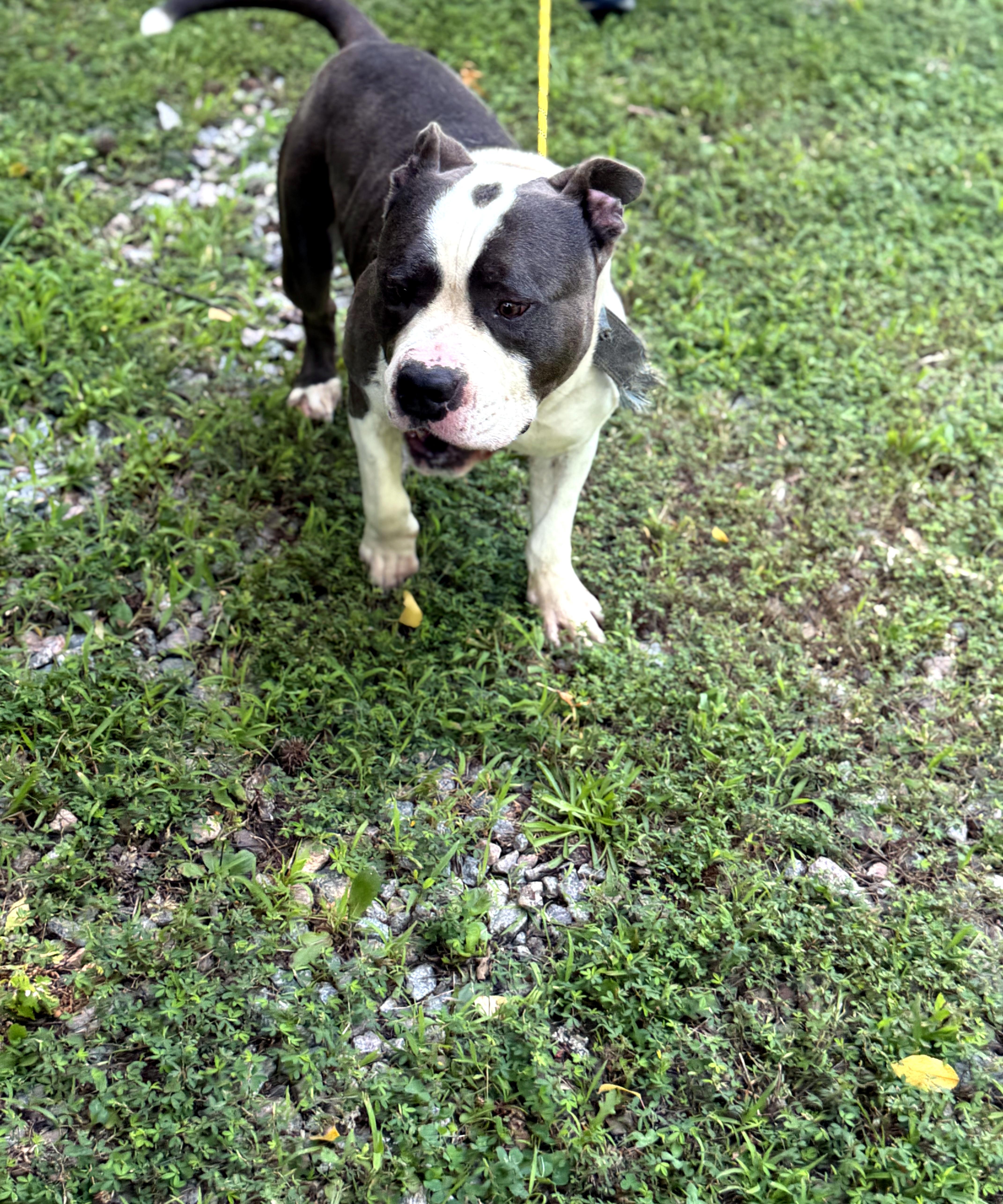 Prince, a ADOPTABLE mixed breed in Petersburg, VA image 5/6