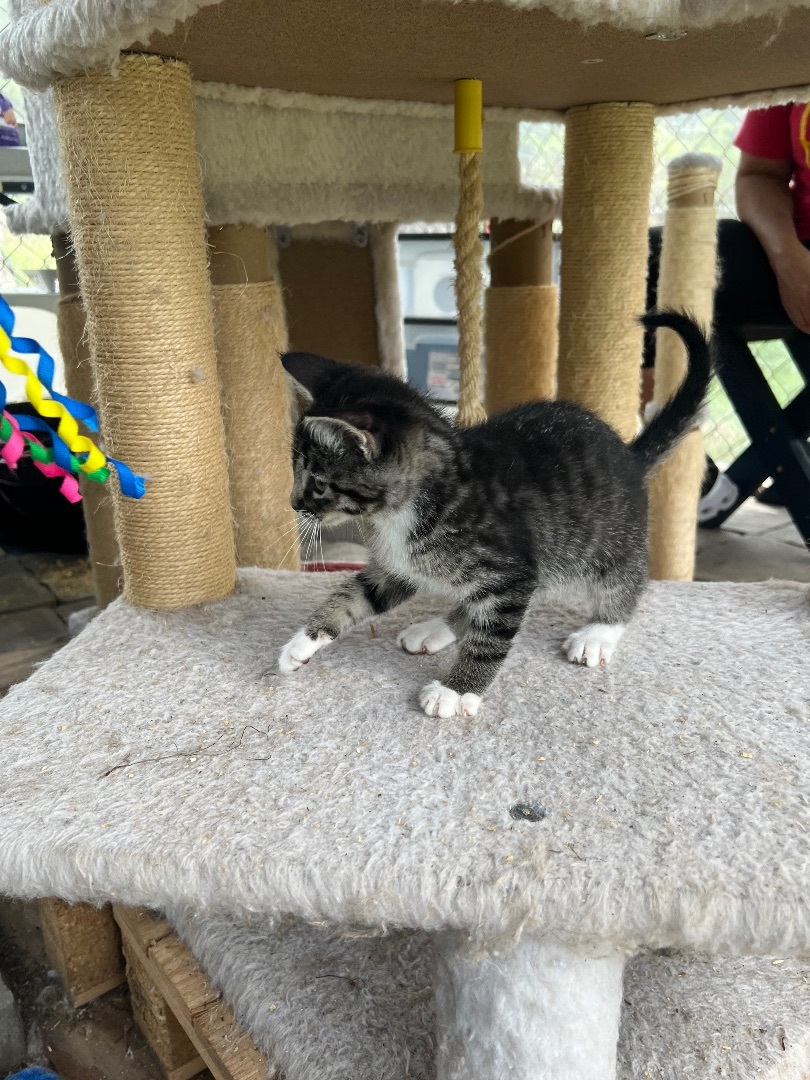 Sprinkle , Adopted, Kitten Female Domestic Short Hair.