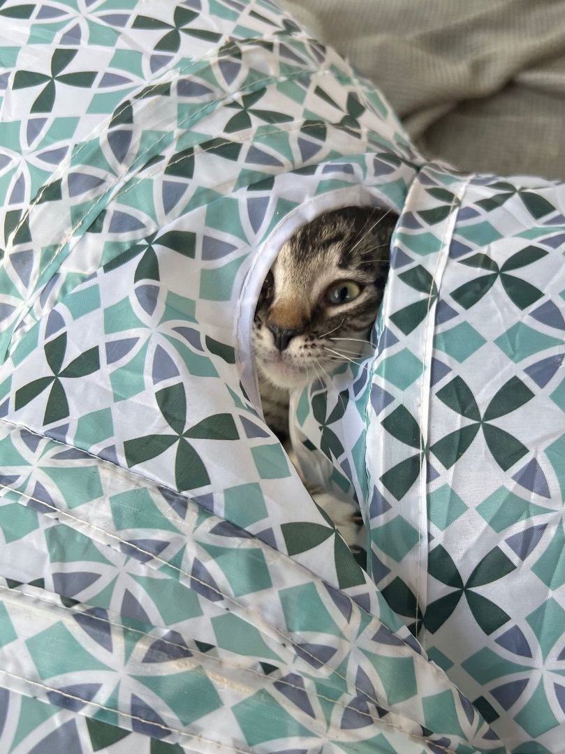 Enlarge Sprinkle , a Adopted Domestic Short Hair in Hammond, LA image 2/14