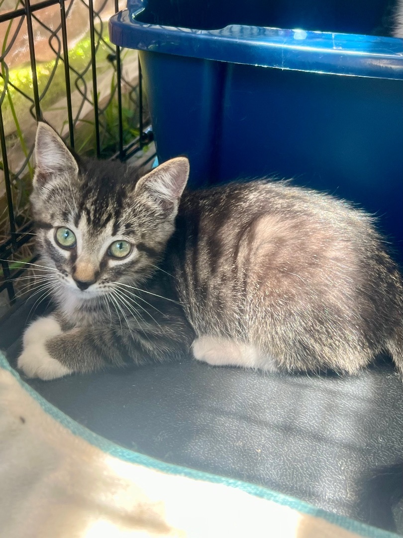 Enlarge Sprinkle , a Adopted Domestic Short Hair in Hammond, LA image 4/14