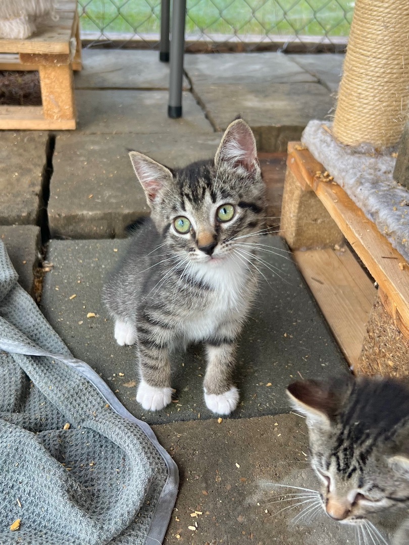 Enlarge Sprinkle , a Adopted Domestic Short Hair in Hammond, LA image 5/14