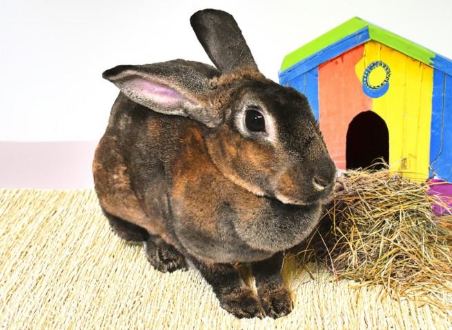 Enlarge HANNAH, a Adoptable Bunny Rabbit in Fort Lauderdale, FL image 1/1