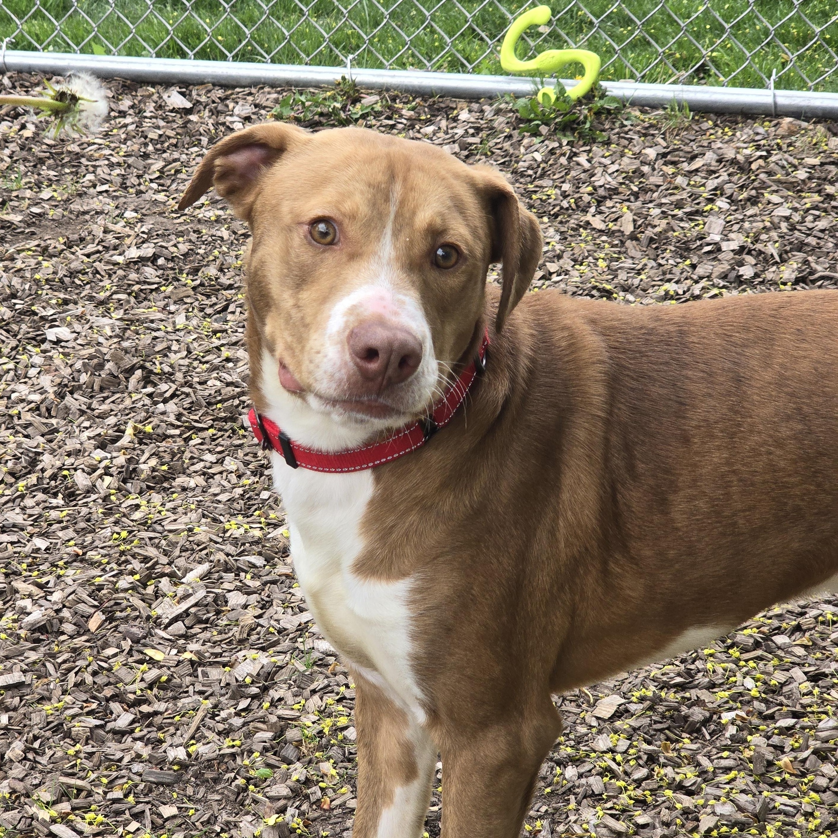 Zipstorm, an adoptable Mixed Breed in Mount Pleasant, MI, 48858 | Photo Image 2