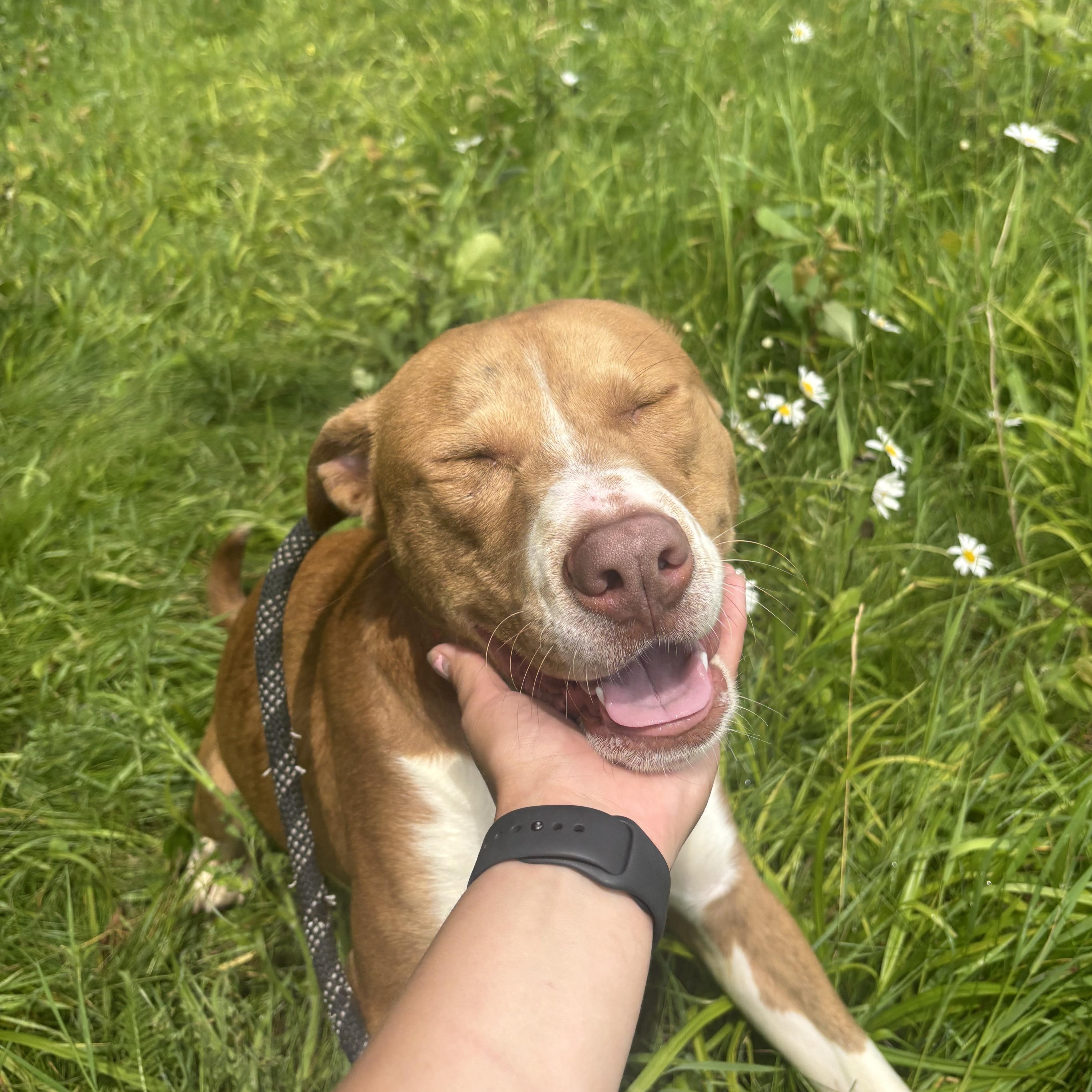 Zipstorm, an adoptable Mixed Breed in Mount Pleasant, MI, 48858 | Photo Image 1