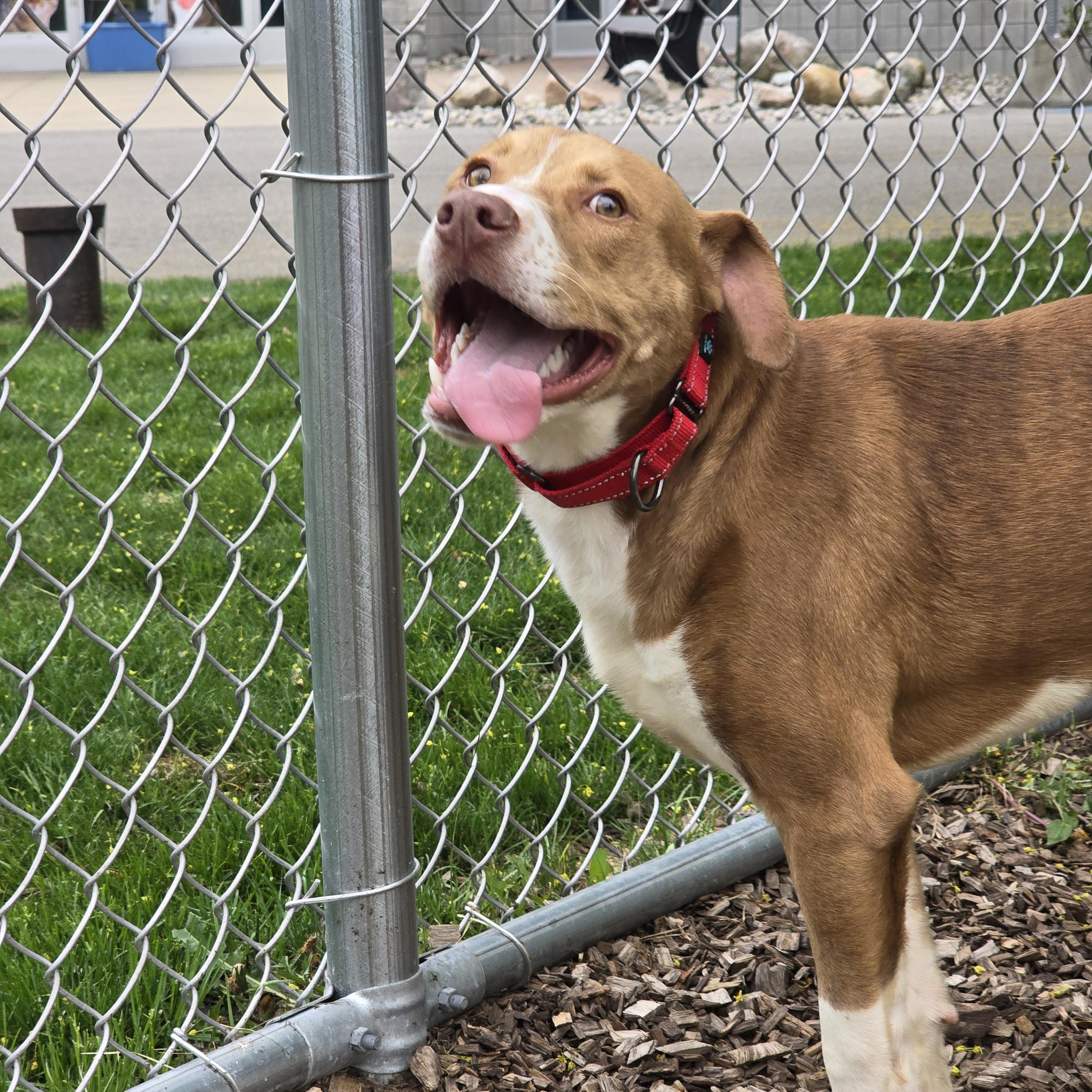 Zipstorm, an adoptable Mixed Breed in Mount Pleasant, MI, 48858 | Photo Image 3