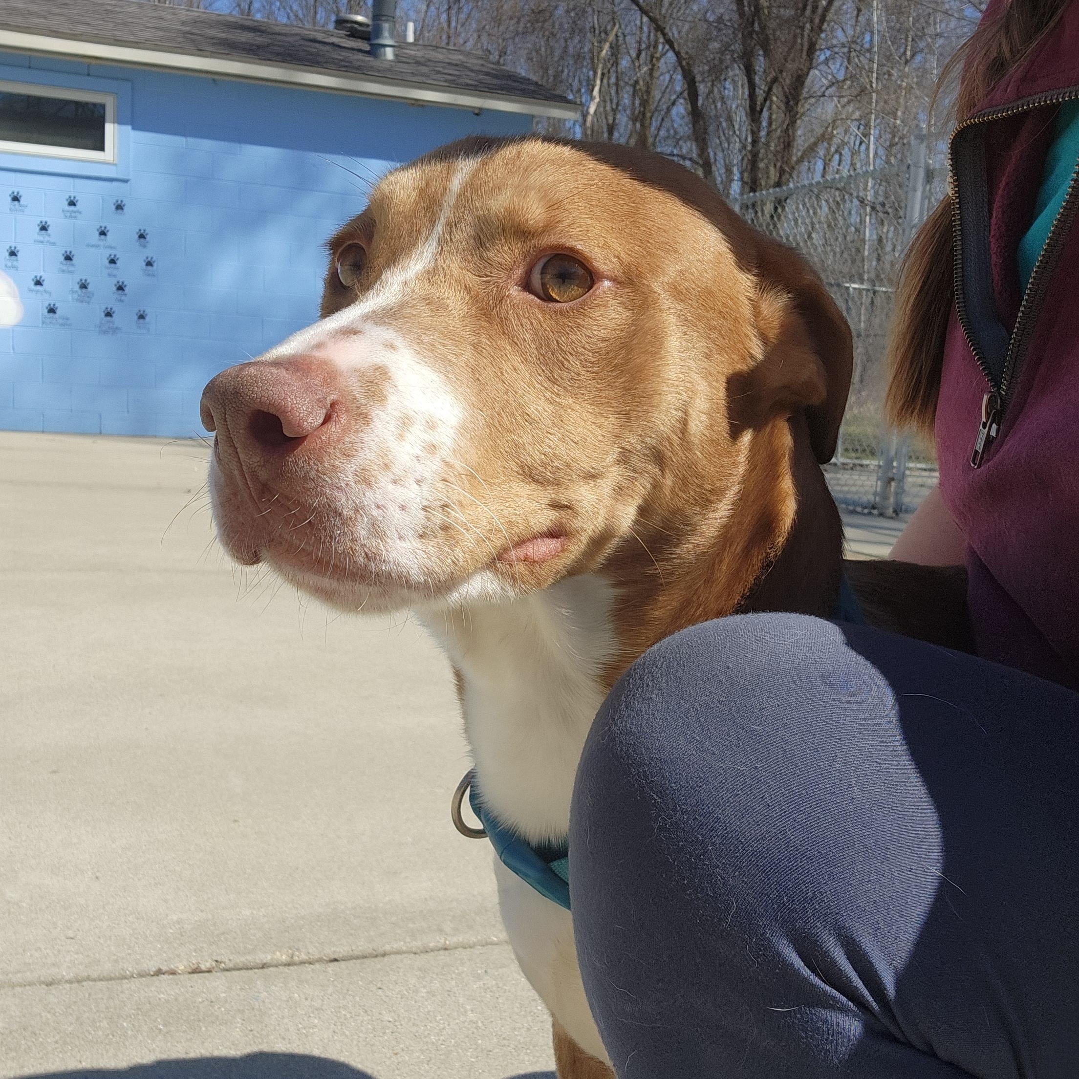 Zipstorm, an adoptable Mixed Breed in Mount Pleasant, MI, 48858 | Photo Image 4