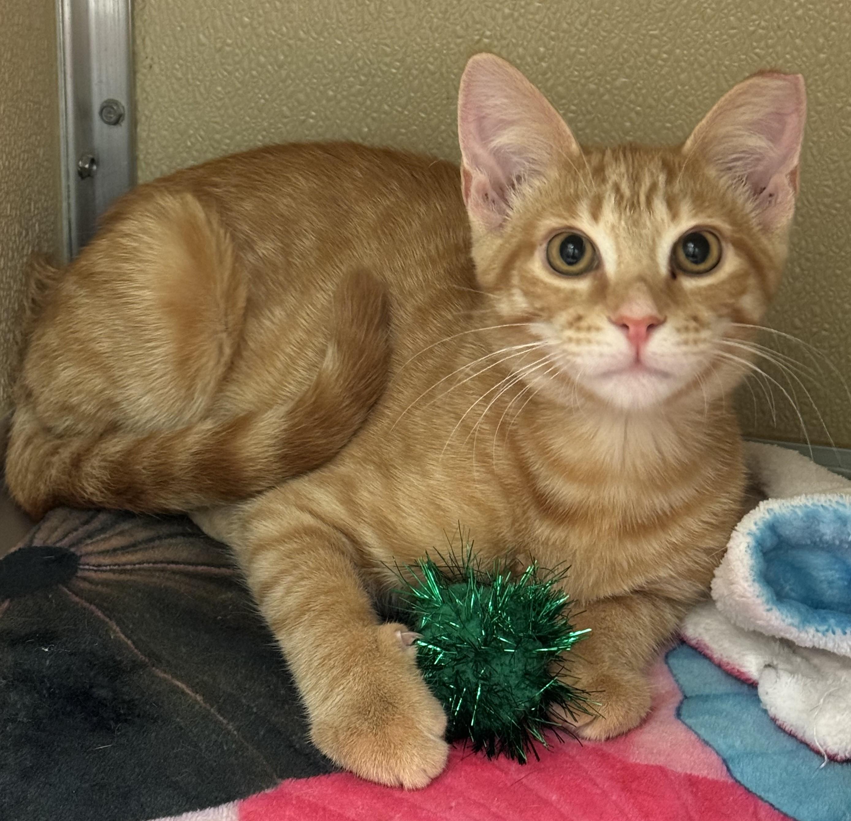 Chip, Young Male unknown