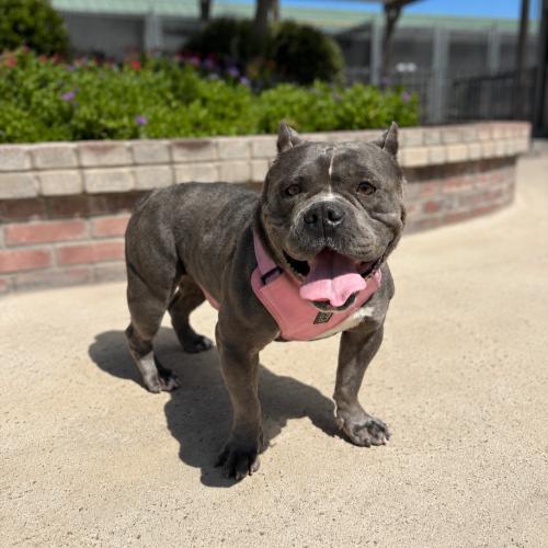 Plata, Adoptable, Adult Female American Bulldog.
