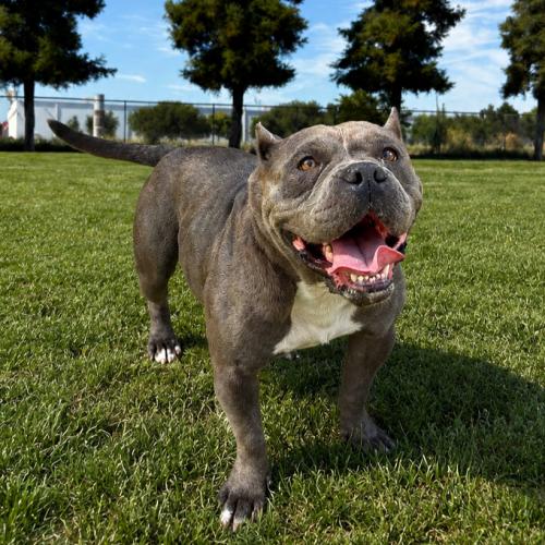 Enlarge Plata, a Adoptable American Bulldog in Lathrop, CA image 2/2
