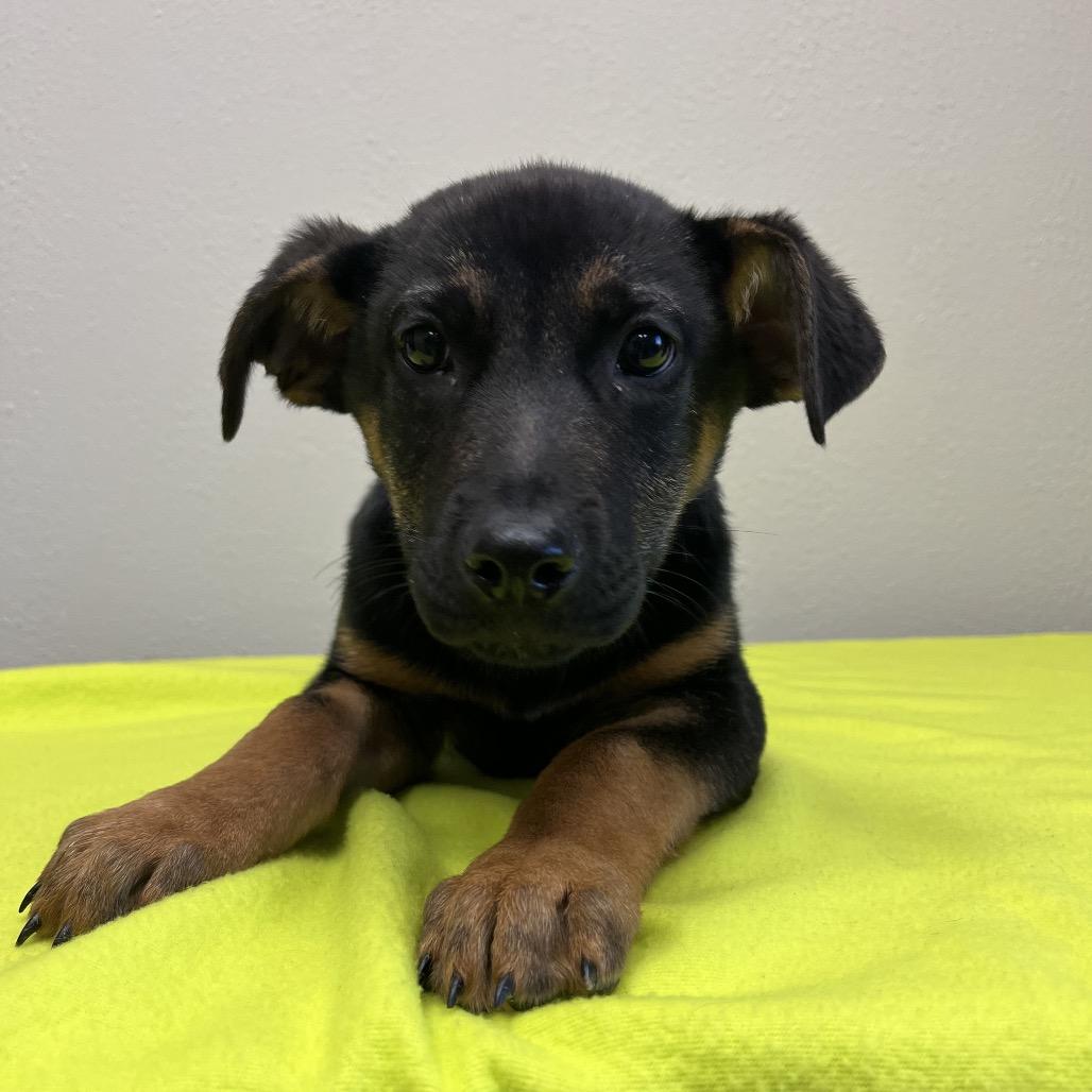 Bullseye, Adoptable, Puppy Male Shepherd.