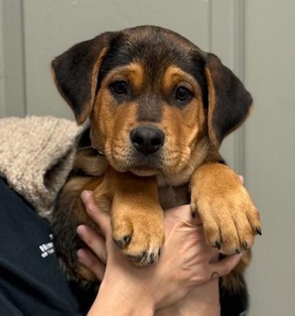 Enlarge Moose, a Adoptable mixed breed in Littleton, CO image 1/1
