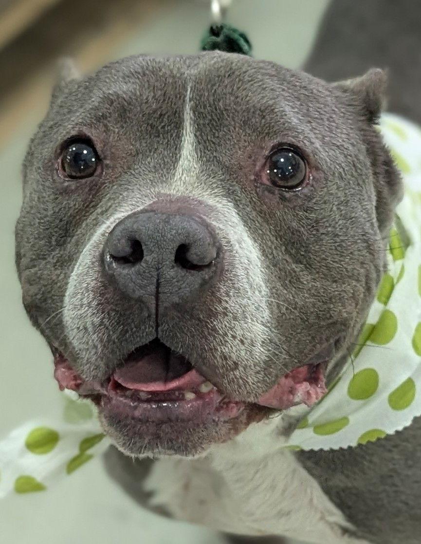 Enlarge Jeremiah, a Adoptable Pit Bull Terrier in Hillsboro, NH image 1/3