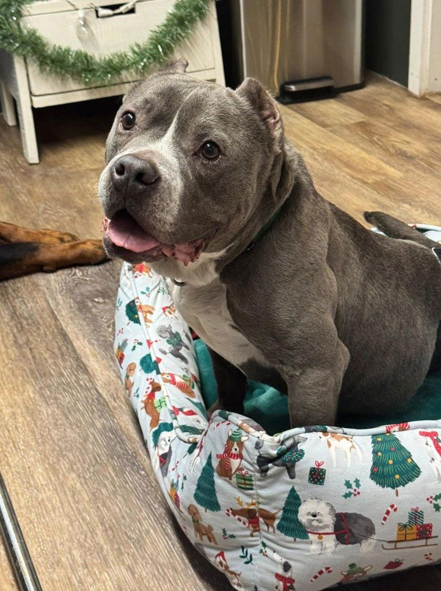 Enlarge Jeremiah, a Adoptable Pit Bull Terrier in Hillsboro, NH image 2/3