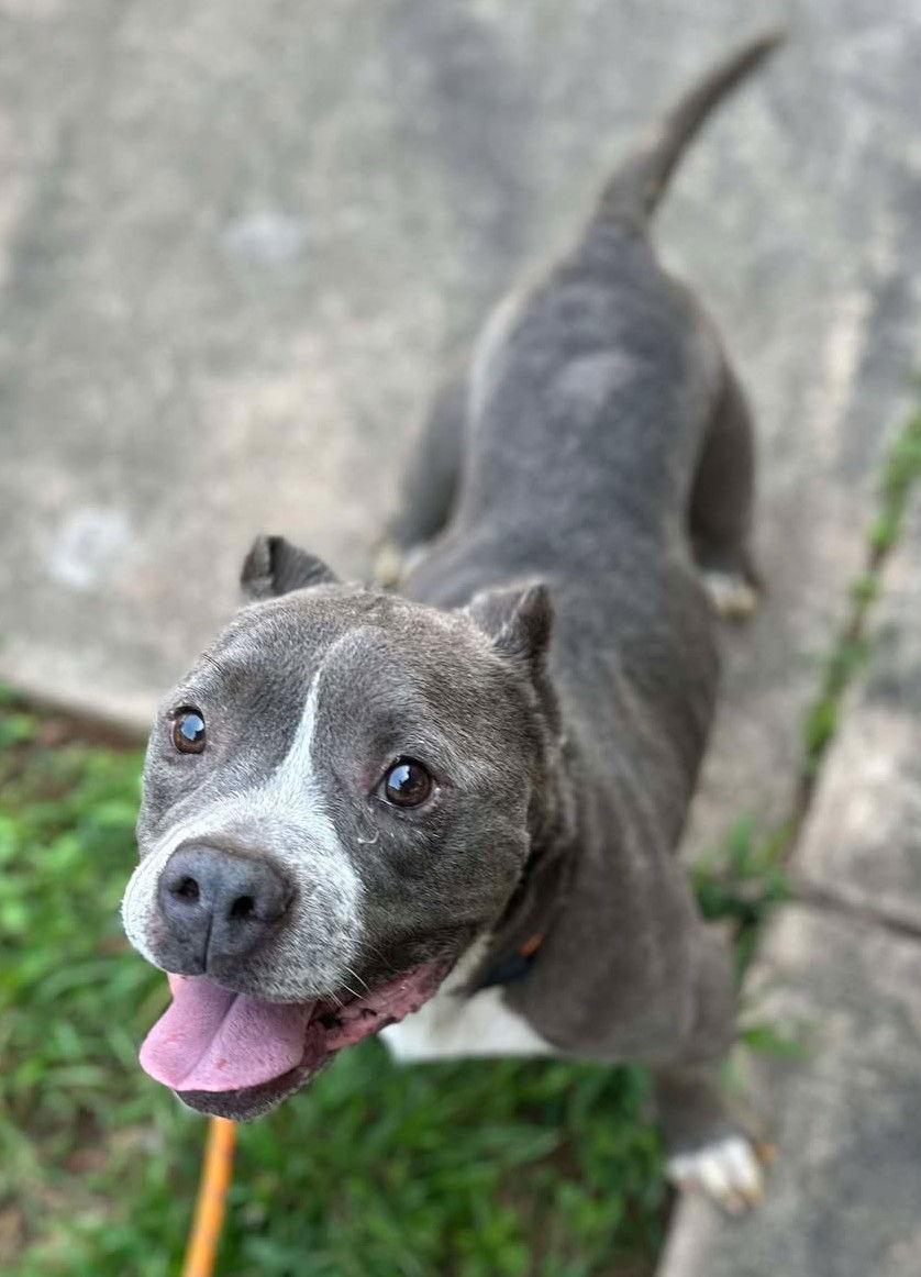 Enlarge Jeremiah, a Adoptable Pit Bull Terrier in Hillsboro, NH image 3/3