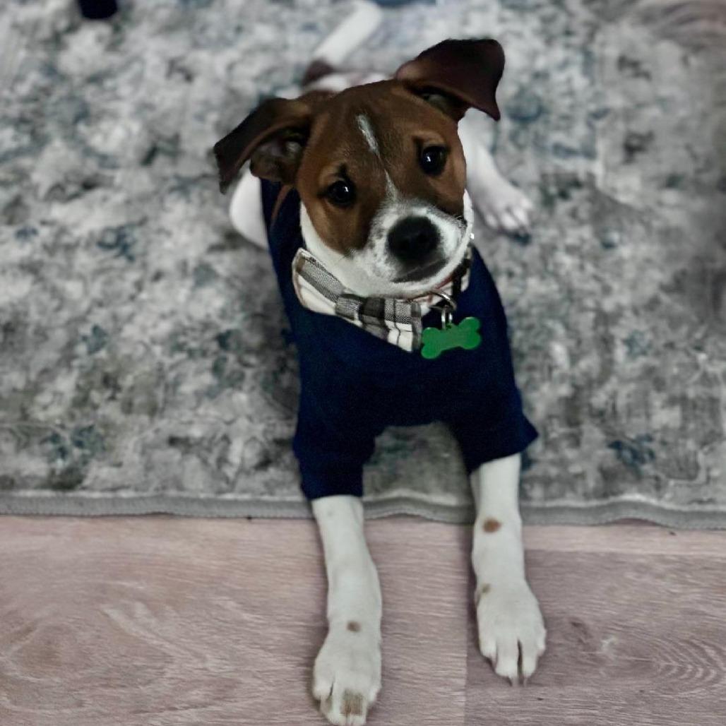 Biscuit, Adoptable, Puppy Male Jack Russell Terrier & Chihuahua.