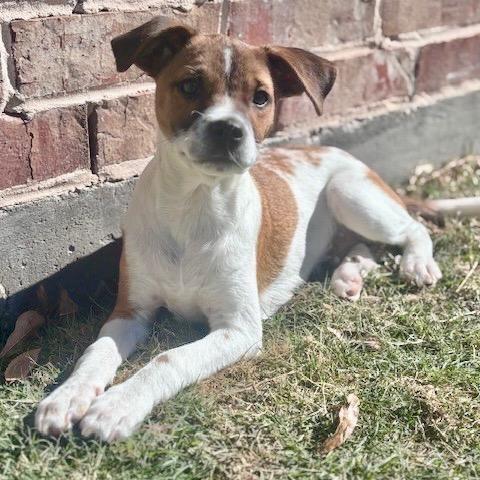 Enlarge Biscuit, a Adoptable mixed breed in Houston, TX image 2/5