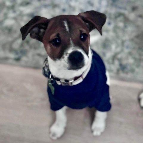 Enlarge Biscuit, a Adoptable mixed breed in Houston, TX image 3/5