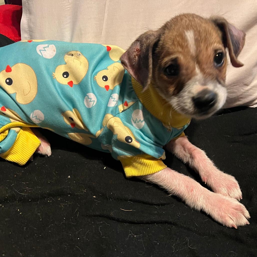 Biscuit, Adoptable, Puppy Male Jack Russell Terrier & Chihuahua.