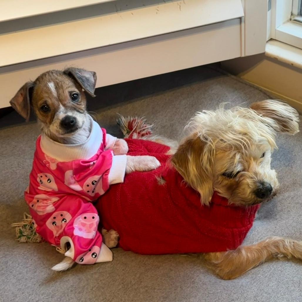 Enlarge Biscuit, a Adoptable mixed breed in Houston, TX image 2/4