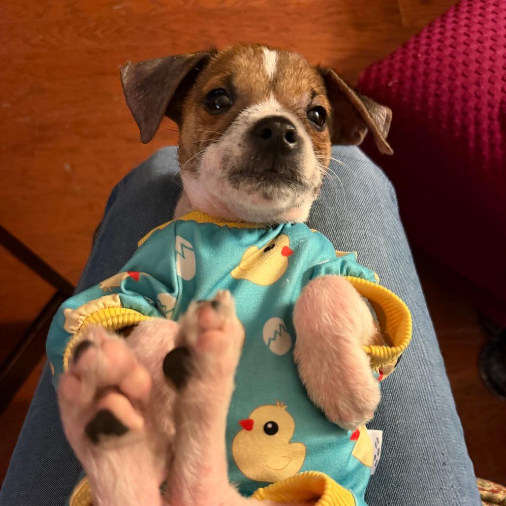 Enlarge Biscuit, a Adoptable mixed breed in Houston, TX image 3/4