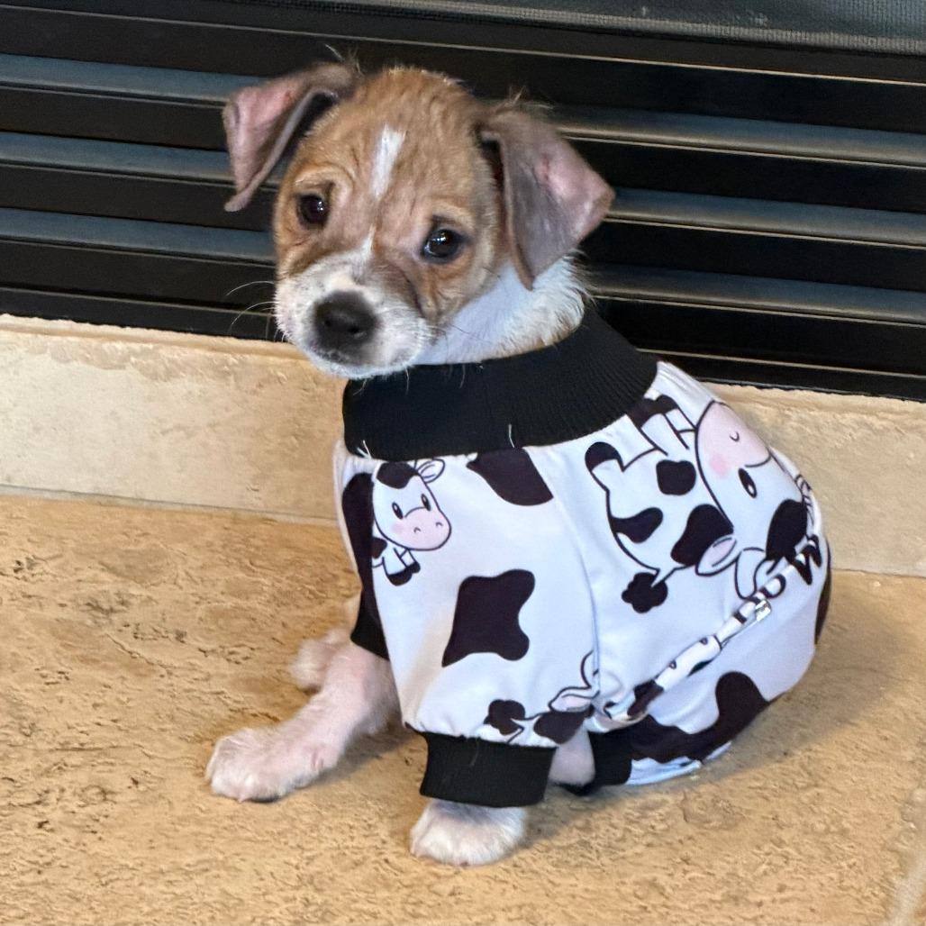 Enlarge Biscuit, a Adoptable mixed breed in Houston, TX image 4/4