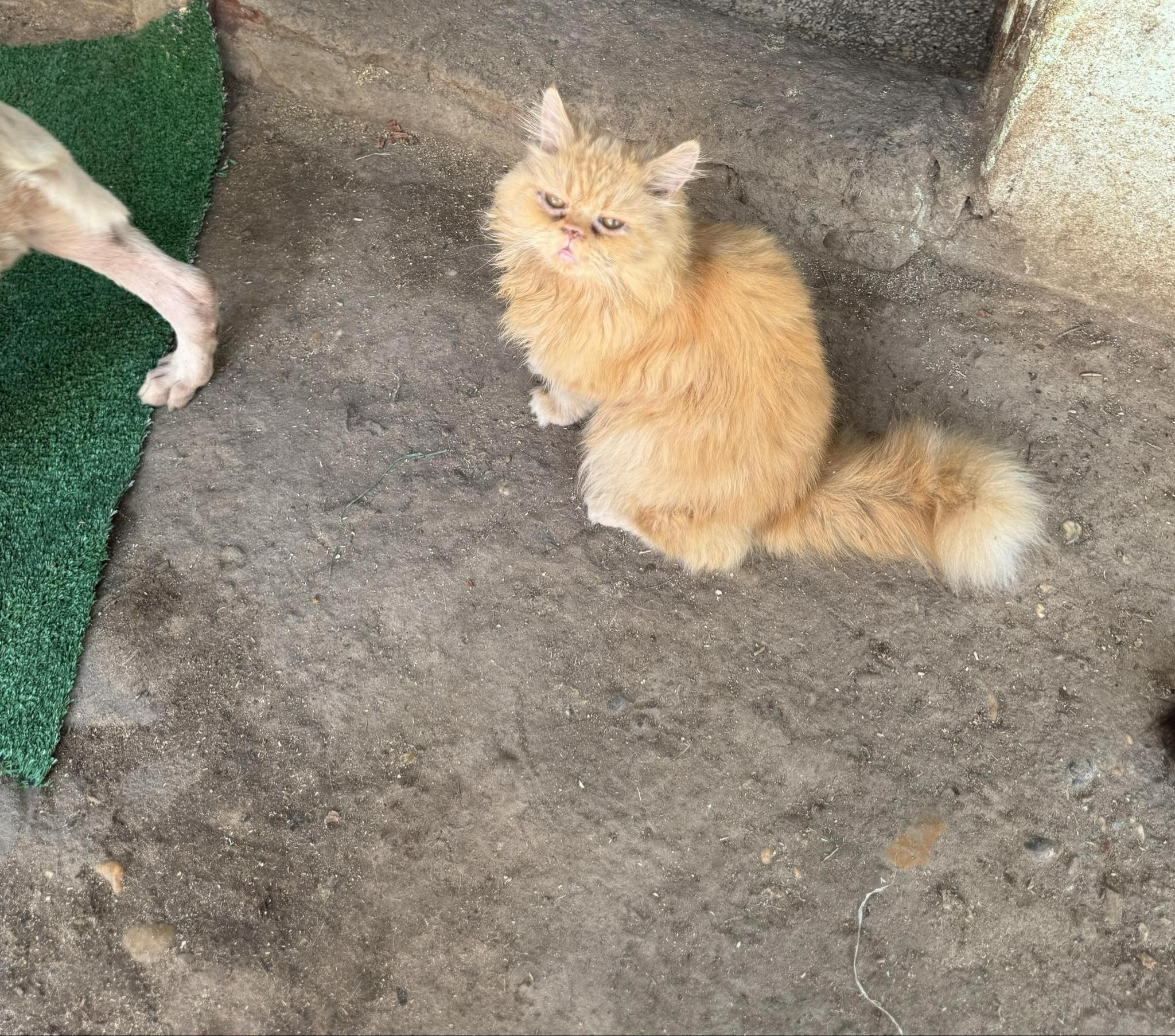 Cat for adoption Nur (m) 2yrs old Persian orange, a Persian in Ottawa