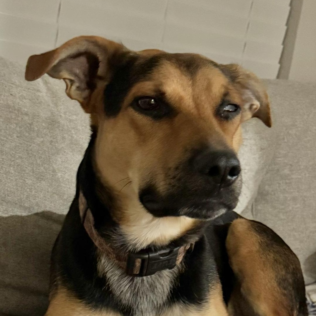 Lincoln , an adopted mixed breed in Schertz, TX image 1/2