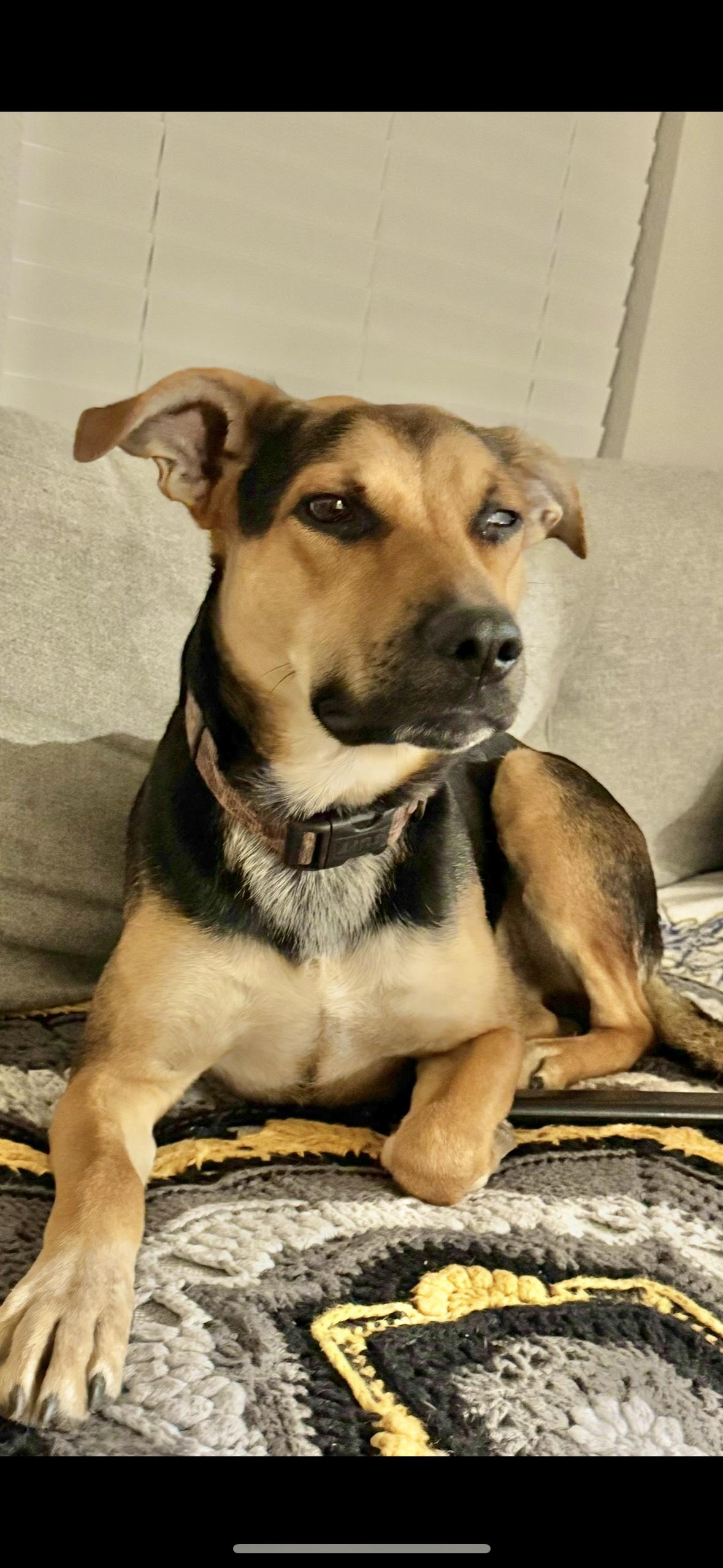 Lincoln , an adopted mixed breed in Schertz, TX image 2/2