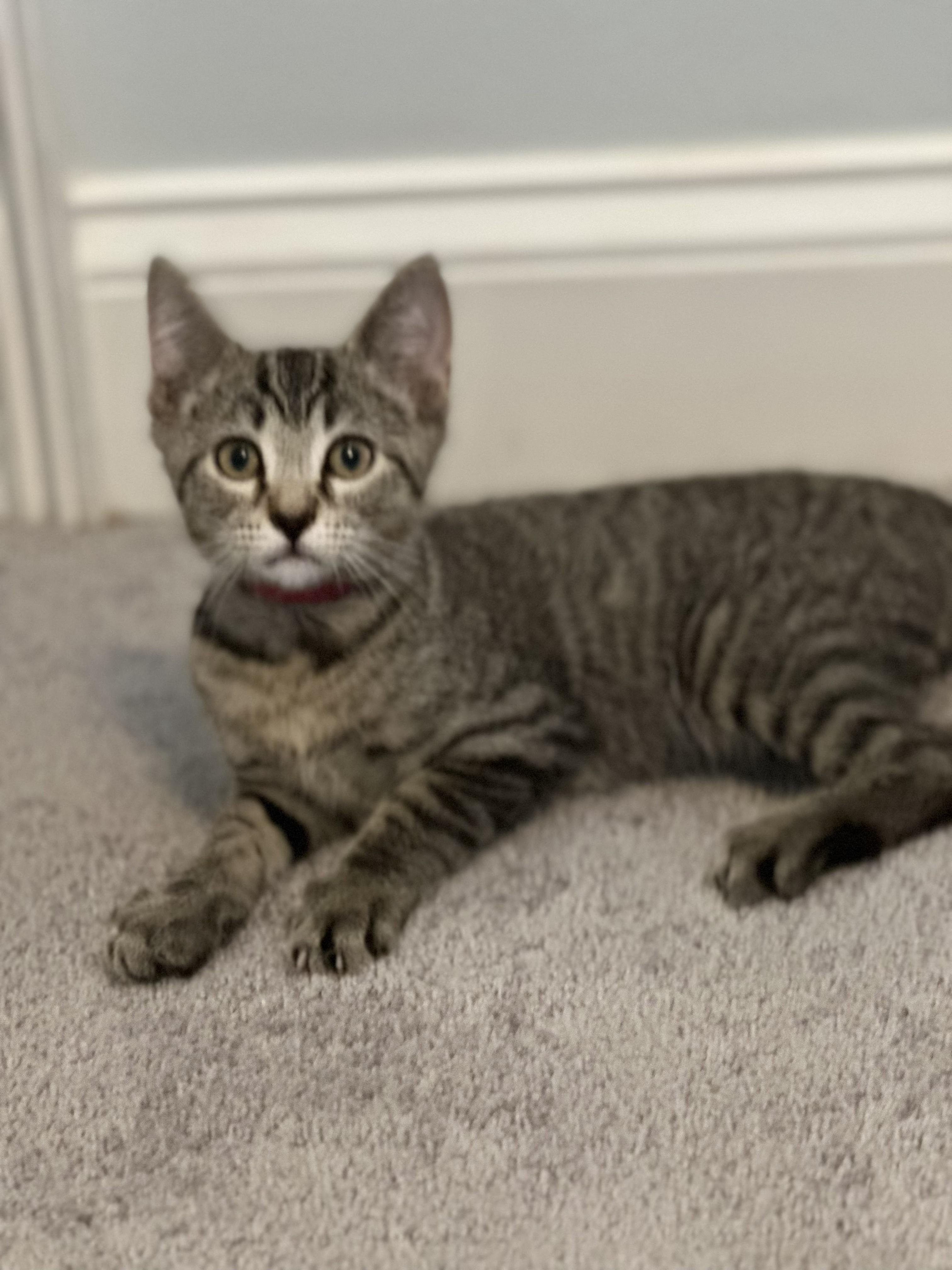 Enlarge Skipper, a Adoptable Domestic Short Hair in Largo, FL image 2/2