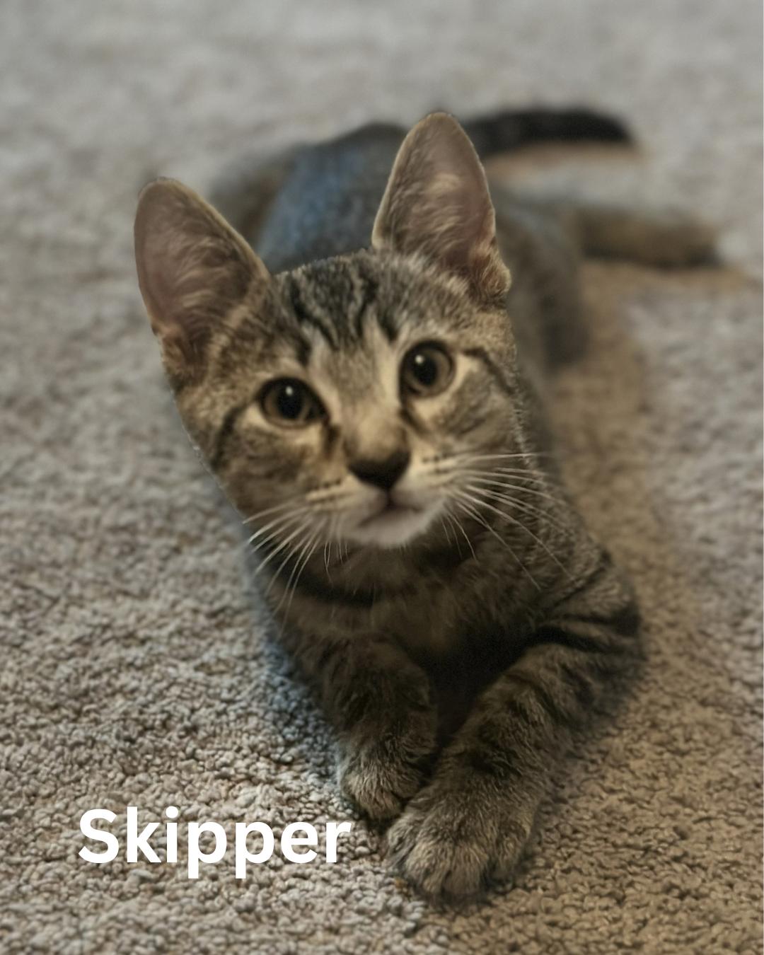 Skipper, Adoptable, Kitten Male Domestic Short Hair.