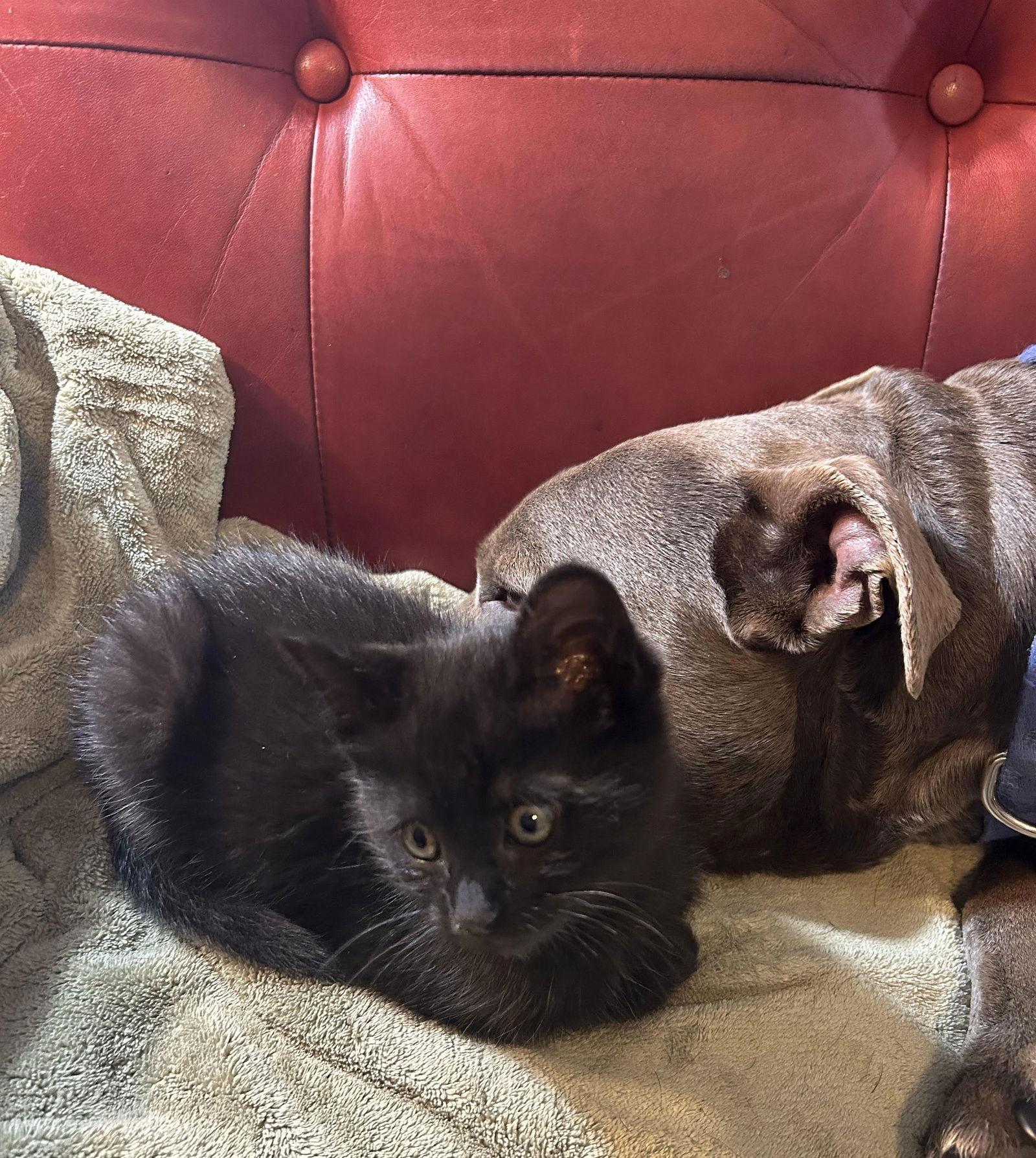 Gumbo, Adopted, Kitten Female American Shorthair.