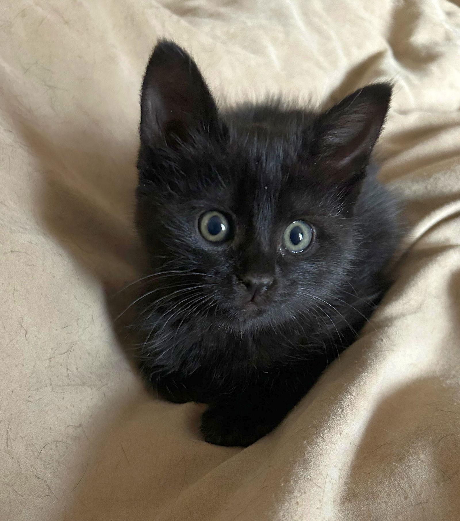 Enlarge Gumbo, a Adoptable American Shorthair in Monticello, MS image 1/2