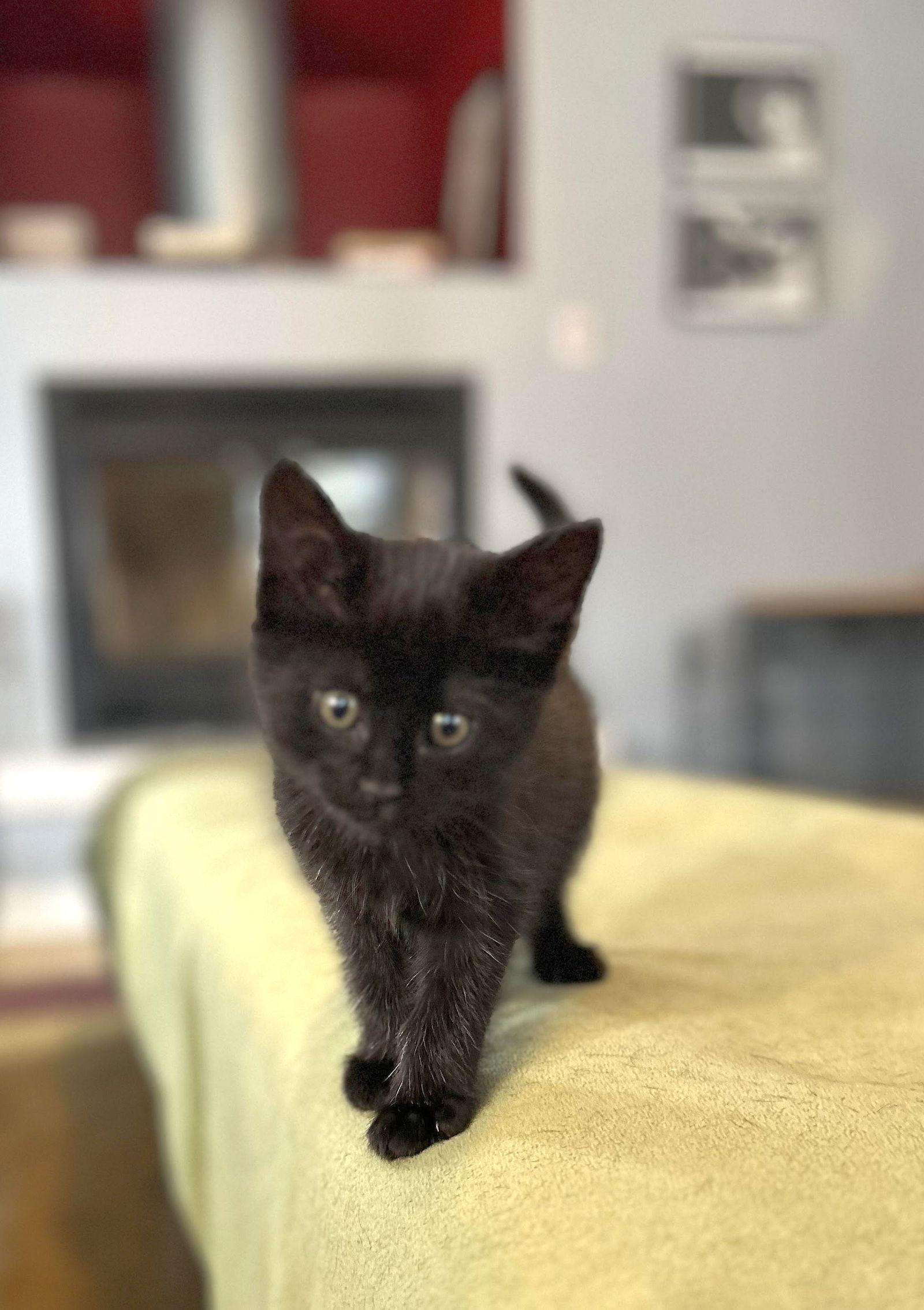 Enlarge Gumbo, a Adopted American Shorthair in Monticello, MS image 3/3