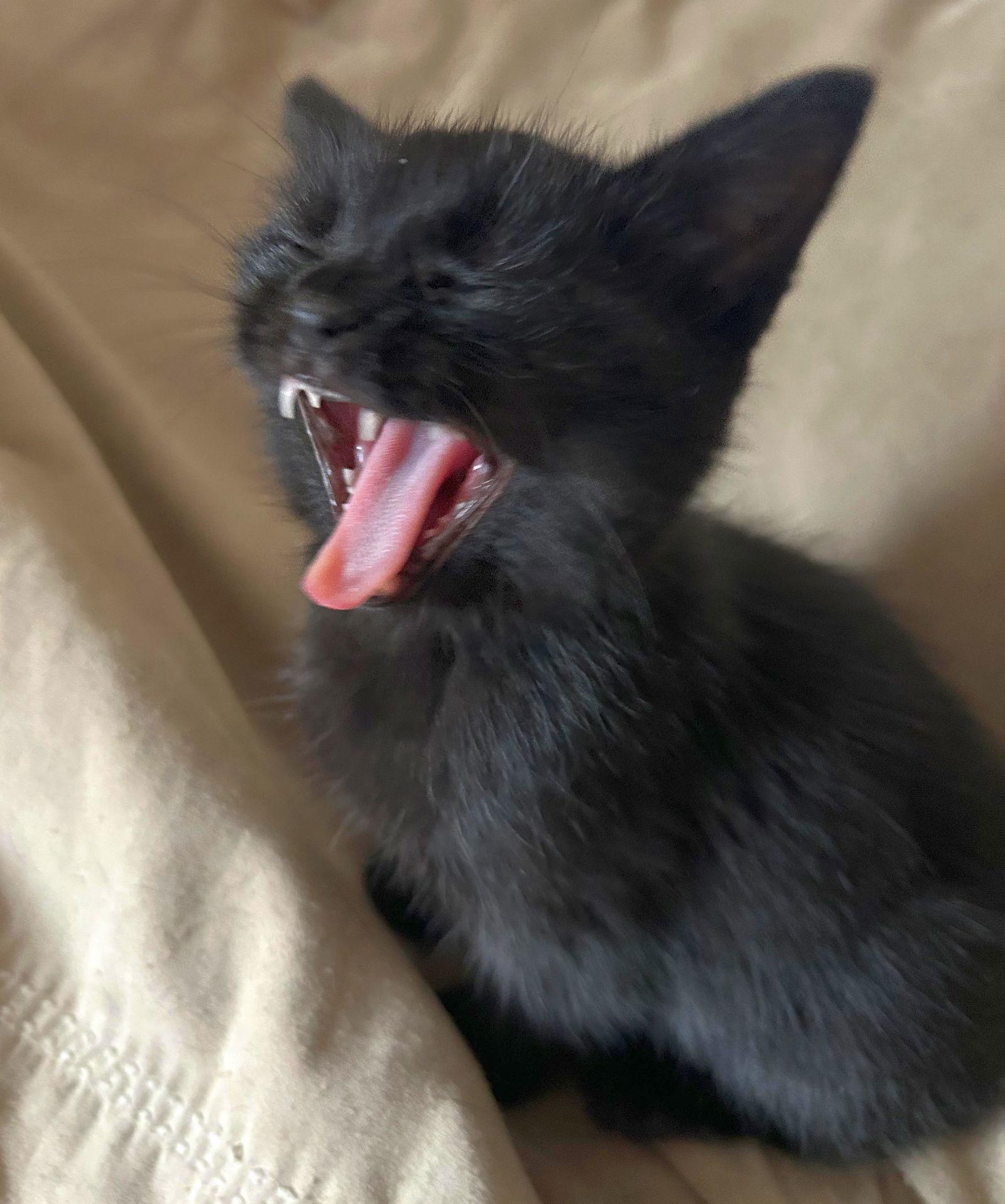 Enlarge Gumbo, a Adoptable American Shorthair in Monticello, MS image 2/2
