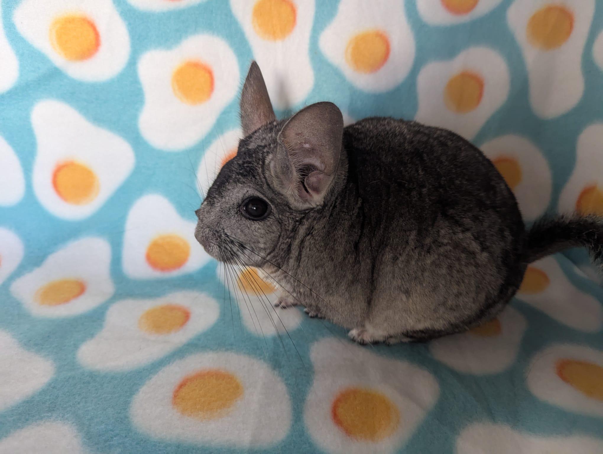 Silver, Adoptable, Adult Male Chinchilla.
