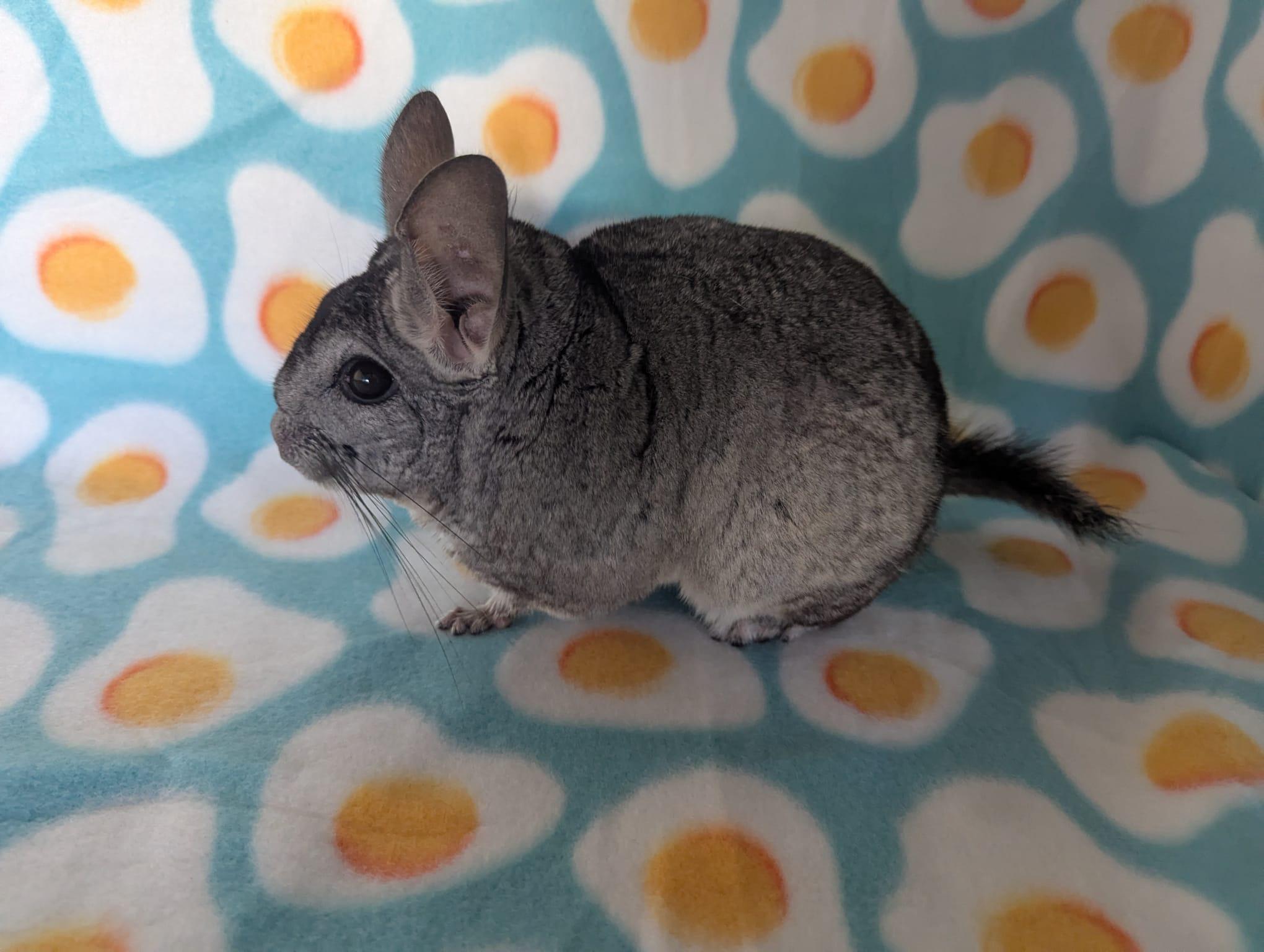Enlarge Silver, a Adoptable Chinchilla in Fountain Valley, CA image 2/5