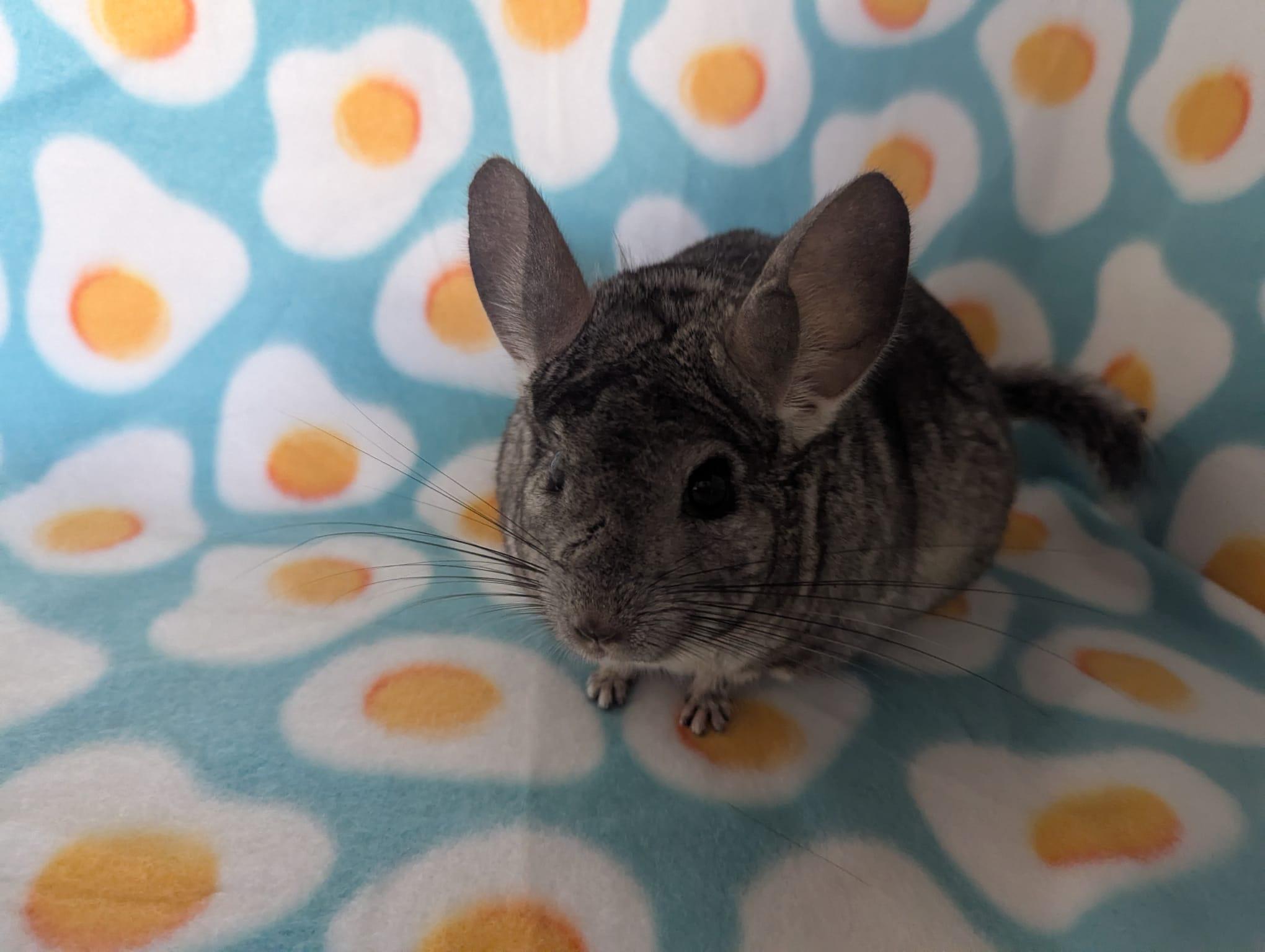 Enlarge Silver, a Adoptable Chinchilla in Fountain Valley, CA image 3/5
