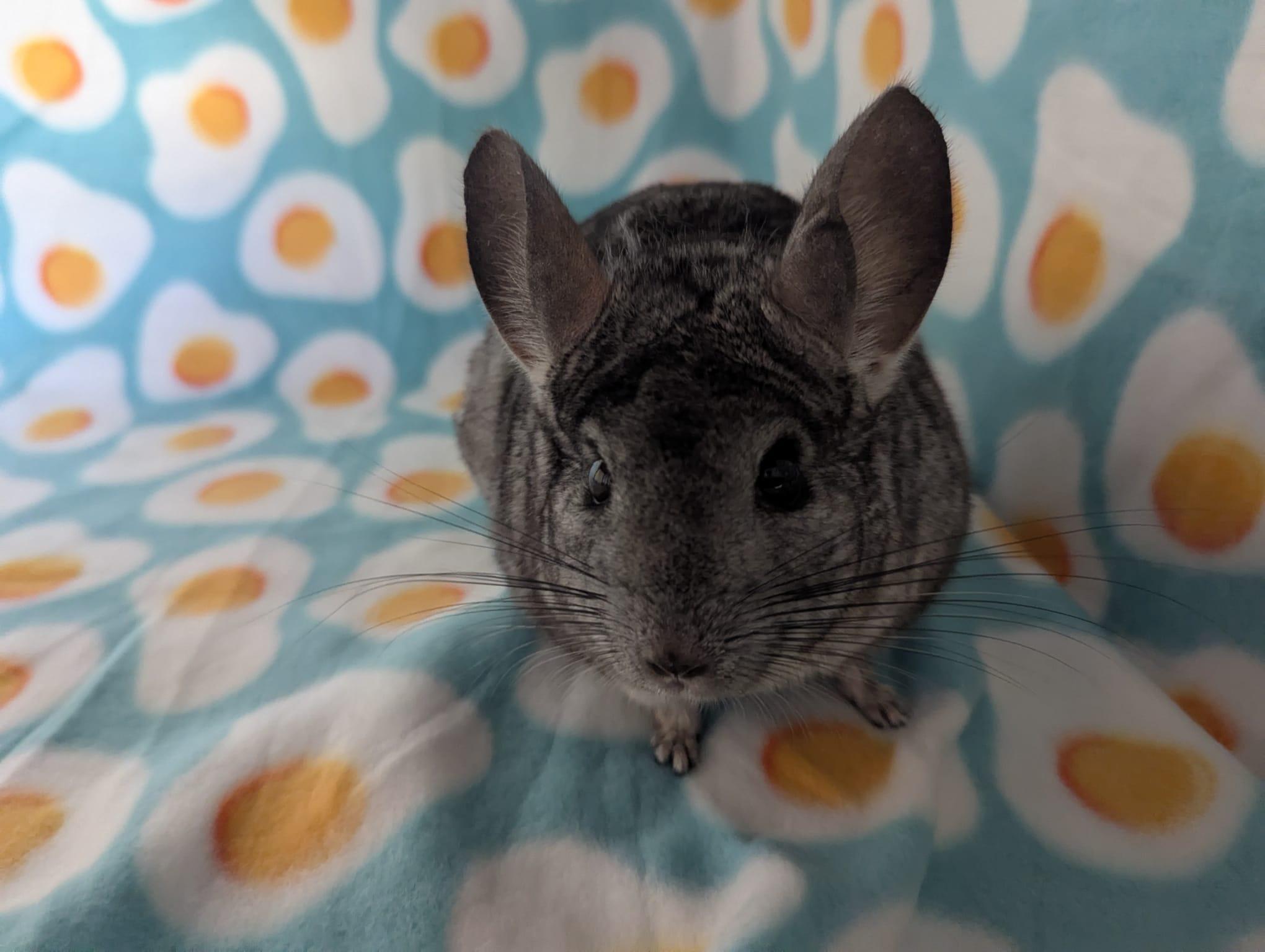Enlarge Silver, a Adoptable Chinchilla in Fountain Valley, CA image 4/5