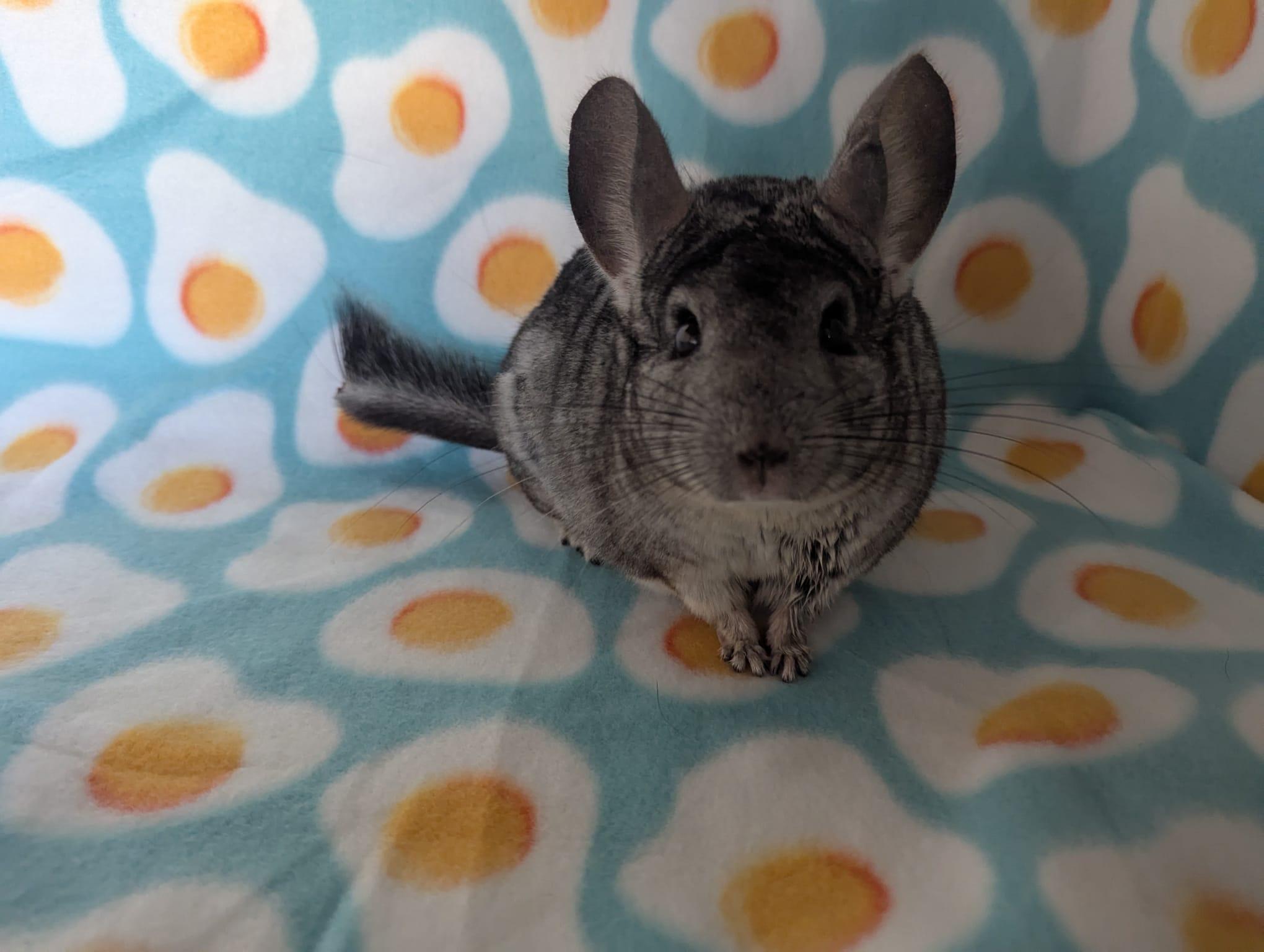 Enlarge Silver, a Adoptable Chinchilla in Fountain Valley, CA image 5/5