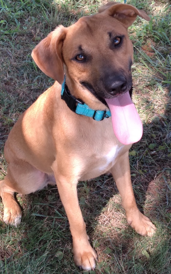 Enlarge Diesel, a Adoptable mixed breed in Ashdown, AR image 1/2