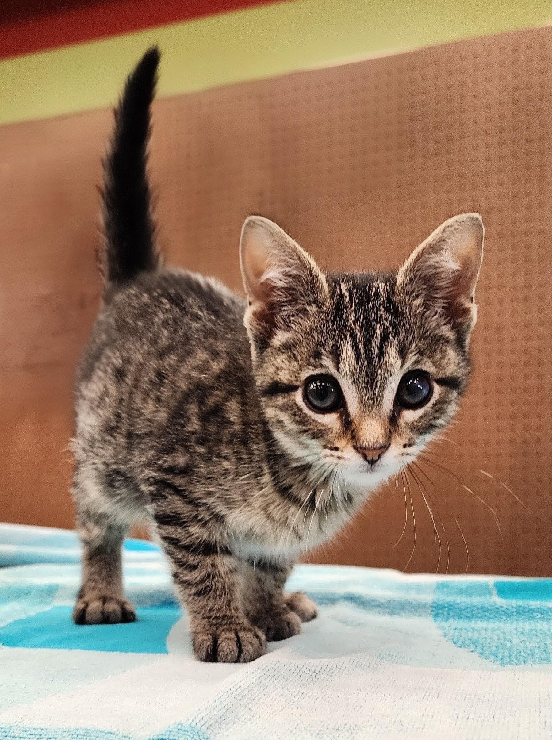 Purrcy, Baby Male unknown