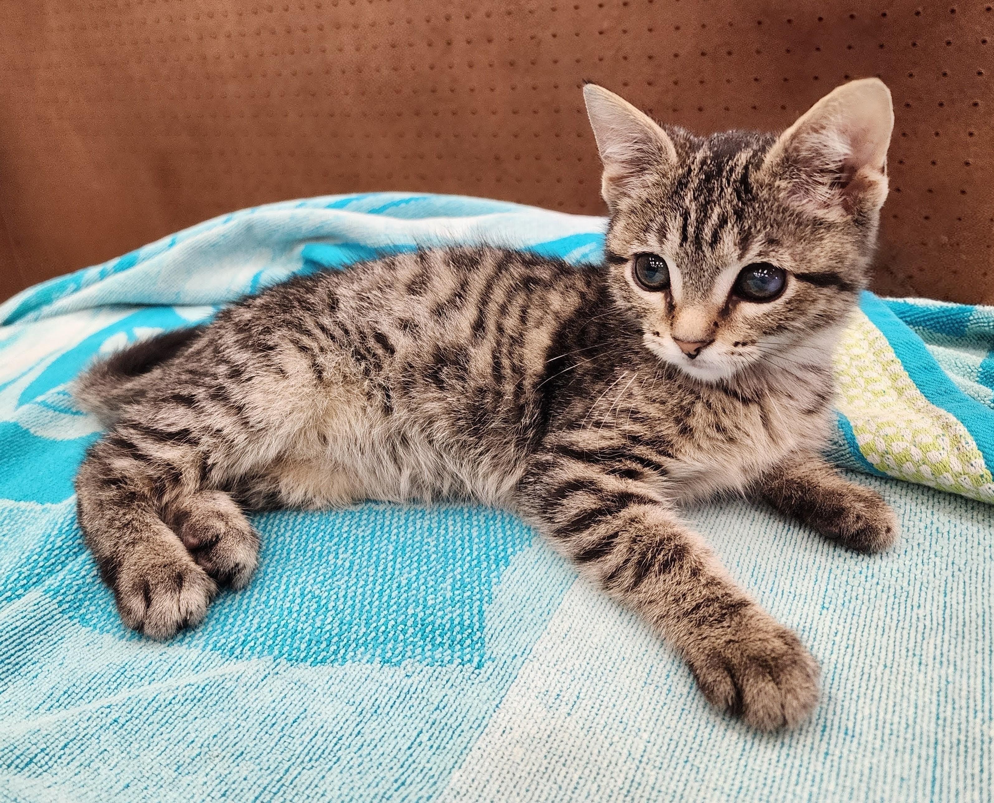 Purrcy photo 2