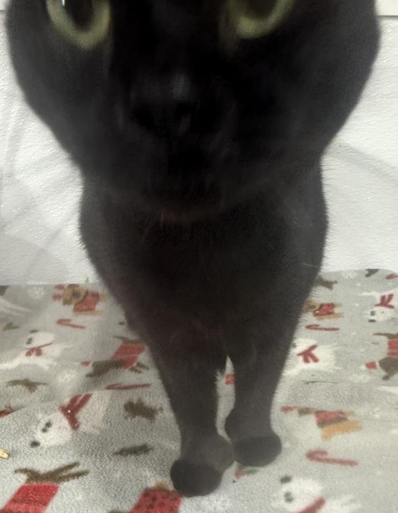 Xander, Adoptable, Adult Male Domestic Short Hair.