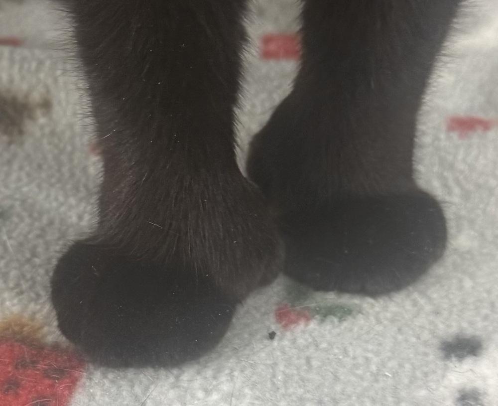 Enlarge Xander, a Adoptable mixed breed in Jackson, GA image 2/6