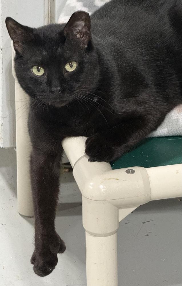 Enlarge Xander, a Adoptable mixed breed in Jackson, GA image 3/6