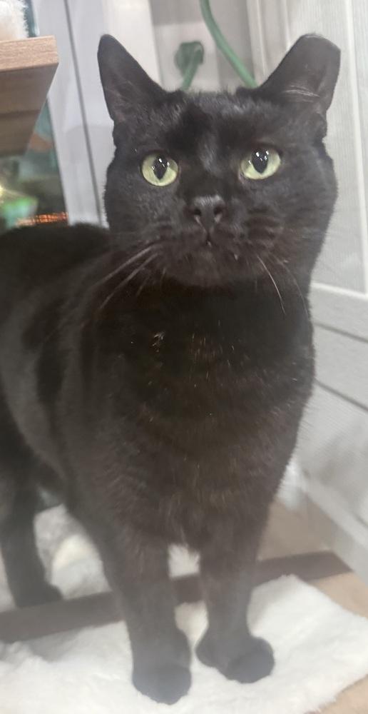 Enlarge Xander, a Adoptable mixed breed in Jackson, GA image 4/6