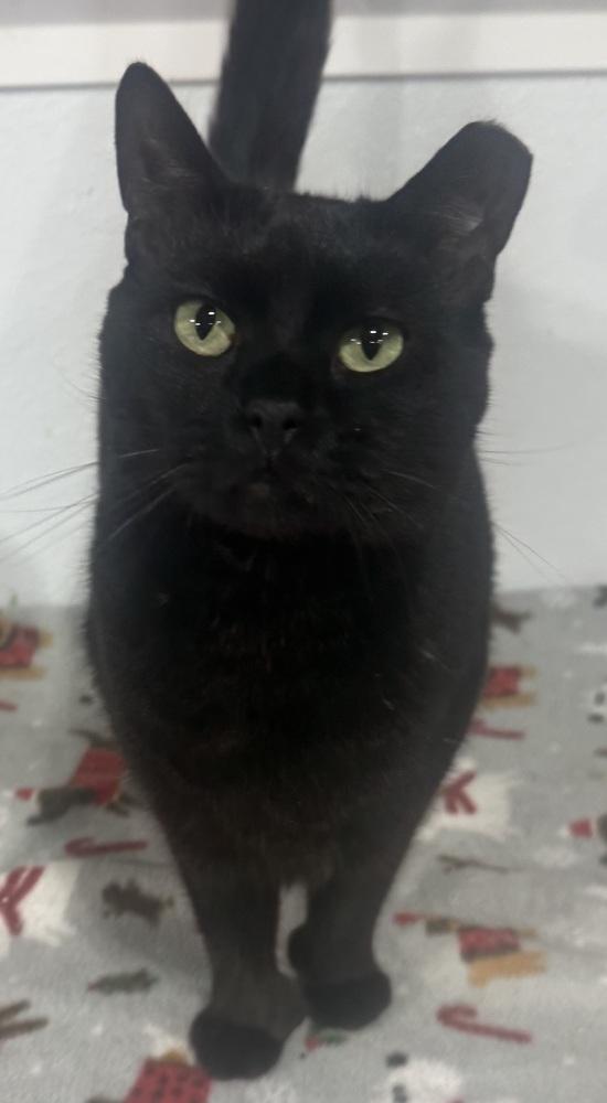 Enlarge Xander, a Adoptable mixed breed in Jackson, GA image 6/6